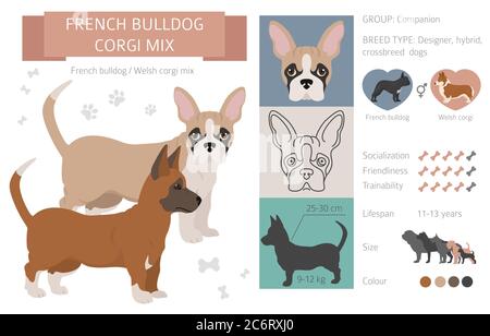 Cani da designer, crossbreed, mix ibrido raccolta di pouches isolato su bianco. Corgi di bulldog francese mix stile piatto clipart infografica. Illustri vettore Illustrazione Vettoriale