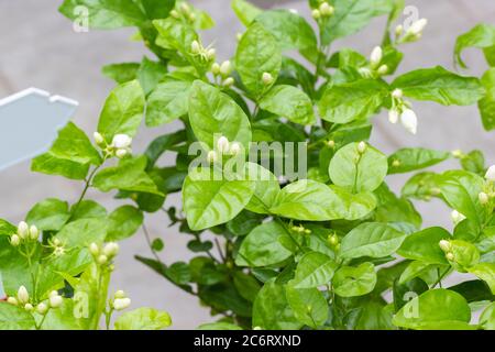 Bianco Jasmine fiore con foglia verde natura in giardino Foto Stock