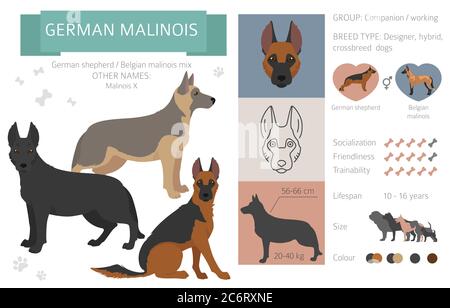 Cani da designer, crossbreed, mix ibrido raccolta di pouches isolato su bianco. Infografica tedesca malinois stile piatto clipart. Illustrazione vettoriale Illustrazione Vettoriale