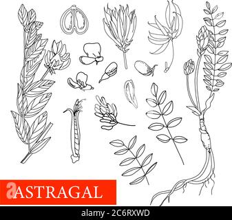 Astragalus. Piante medicinali. Fiori selvatici. Illustrazione vettoriale. Illustrazione botanica. Illustrazione Vettoriale