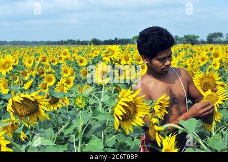 sud 24 pargana ovest bengala india il 8 aprile 2012: un coltivatore di girasole che lavora nel suo campo di girasole a sud 24 pargana ovest bengala india. Foto Stock