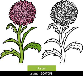 Libro da colorare per bambini, fiore Aster Illustrazione Vettoriale