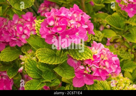 Fiori su una Hydrangea macrophylla in Friuli. Conosciuto anche come Hortensia, Idrangea di testa di Rosa, Hydrangea di Bigleaf, Mac di Penny, Hyd francese Foto Stock