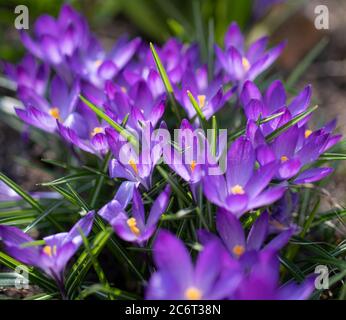 Fiori freschi di crocus viola in primavera nel giardino. Foto Stock