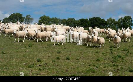 Gregge di pecora di Cheviot Foto Stock