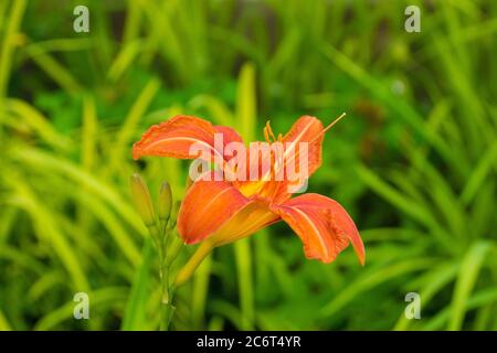 Un fiore arancione di Hemerocallis Fulva che cresce selvatico in Friuli. Chiamato anche Orange Daylily, Tawny Daylily, Tiger Daylily, Railroad Daylily, Outhous Foto Stock