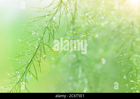 Asparagi freschi con rugiada mattutina all'alba, rami verdi ravvicinati e foglie di Asparagi in un giardino biologico. Focus sulle branche di Asparagi. Foto Stock