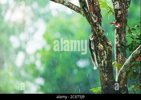 Happy Fillason’s Squirrel o Variable Squirrel rilassandosi sul ramo dell’albero in una doccia a pioggia. Foto Stock