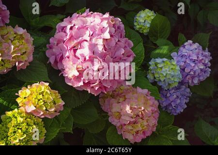 Fiori multicolore di idrangea ( Hydrangea macrophylla ) in giardino Foto Stock