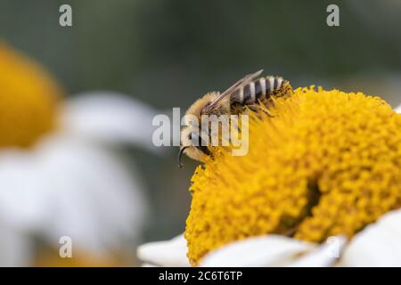 Piccole api che raccolgono polline su Anthemis tinctoria ‘E.C.Buxton’ Foto Stock
