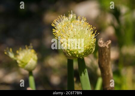 La testa di fioritura di una pianta di cipolla gallese, Allium fisturosum, nota anche come cipolla grappata, cipolla verde lunga, cipolla grappata giapponese. La pianta è in crescita Foto Stock