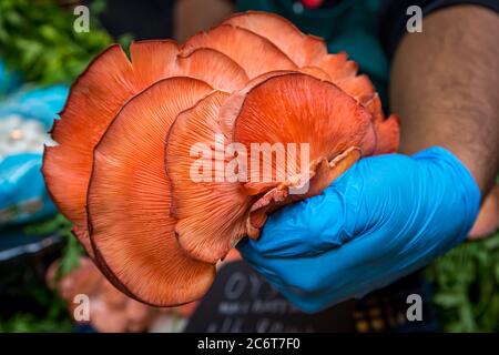 Mani guinte che tengono un grande fungo di ostriche rosa per la vendita su una bancarella di mercato Foto Stock
