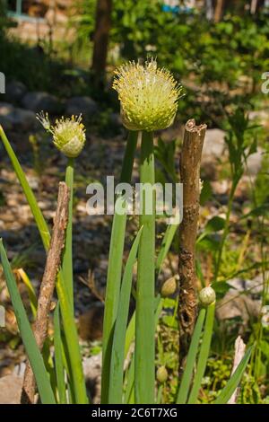 La testa di fioritura di una pianta di cipolla gallese, Allium fisturosum, nota anche come cipolla grappata, cipolla verde lunga, cipolla grappata giapponese. La pianta è in crescita Foto Stock