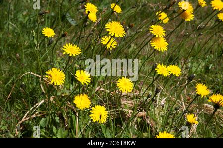 Falciate comuni (Hieracium umbellatum) nel prato. Foto Stock