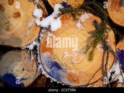 Primo piano dei tronchi di abete rosso con anelli annuali visibili , Finlandia Foto Stock