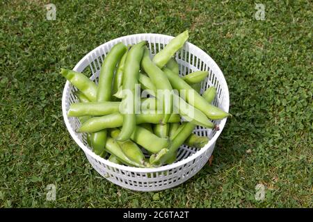 Fagioli freschi raccolti in un drainer Foto Stock