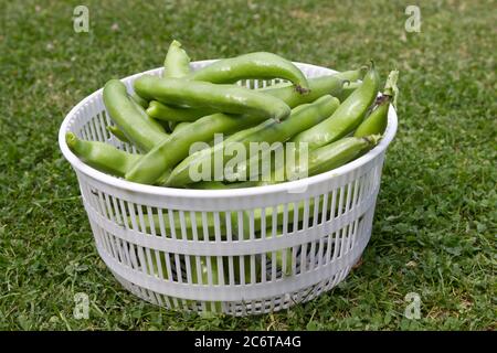 Fagioli freschi raccolti in un drainer Foto Stock