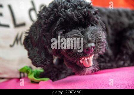 Un cucciolo giovane di cockapoo mostra una sostanziale aggressione quando si protegge un giocattolo Foto Stock
