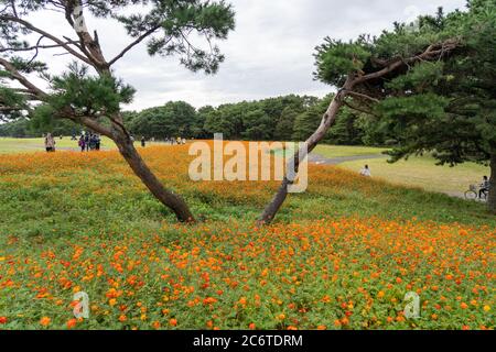 I turisti camminano e pedalano nel Parco Mare di Hitachi. Foto Stock