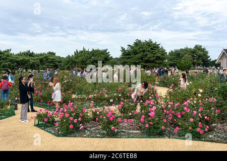 I turisti scattano foto nel roseto all'interno del Parco Mare di Hitachi. Foto Stock