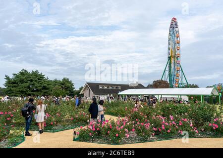 I turisti scattano foto nel roseto all'interno del Parco Mare di Hitachi. Foto Stock