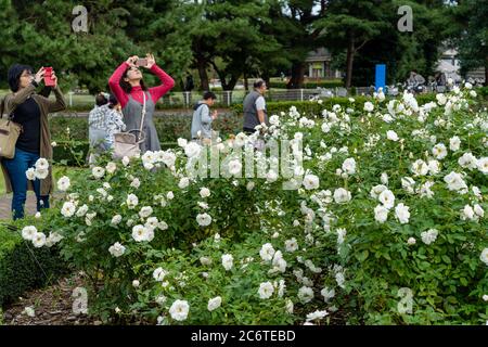 I turisti scattano foto nel roseto all'interno del Parco Mare di Hitachi. Foto Stock