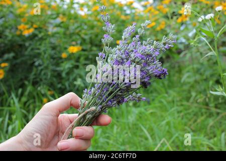 Mano della donna che tiene un mazzo di fiori di lavanda su uno sfondo floreale sfocato nel giardino delle erbe. Godendo l'estate Foto Stock
