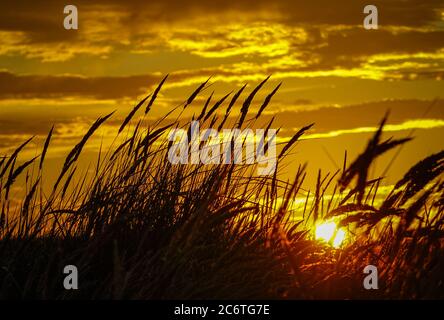 01 luglio 2020, Danimarca, Dueodde: Le dune di Dueodde alla luce del tramonto sulla punta sud-orientale dell'isola danese del Mar Baltico. Questa spiaggia vicino a Dueodde è una delle più belle spiagge della Danimarca. L'isola di Bornholm è - insieme al gruppo insulare offshore Ertholmene - l'isola più orientale della Danimarca. Grazie alla sua posizione, l'isola di Bornholm ha molte ore di sole. Foto: Patrick Pleul/dpa-Zentralbild/ZB Foto Stock