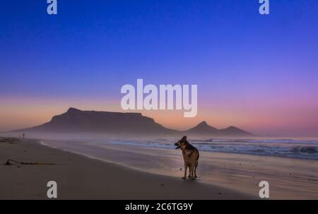 Cane Pastore tedesco che gioca sulla spiaggia all'alba con Table Mountain sullo sfondo, Città del Capo, Sud Africa Foto Stock