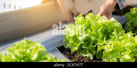 Mani closeup di giovane agricoltore asiatico uomo controllo fresco orto biologico in azienda, coltivazione lattuga verde per la raccolta agricoltura con bu Foto Stock