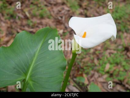 Perfetto giglio bianco di Calla, primo piano di bel fiore bianco in fiore pieno fiore selvaggio nella foresta pluviale delle azzorre, giglio arum, calla d'oro Foto Stock