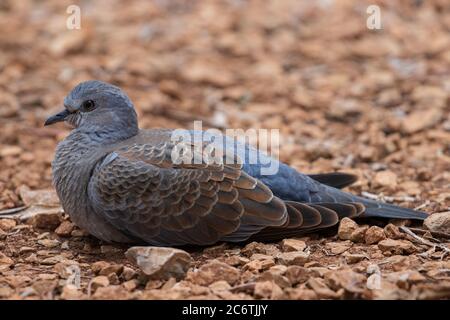 Tartaruga europea colomba Streptopelia Turtur riposo Foto Stock