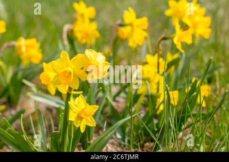 Ciclamen-fiorito daffodil Narcissus ciclaminus oro giallo fiori Foto Stock