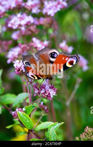 Una farfalla di pavone seduta su fiori piccoli. Foto Stock