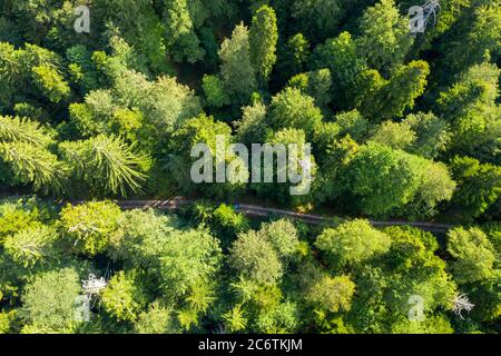 Scena aerea della foresta primaria Corkova uvala nel Parco Nazionale dei Laghi di Plitvice, Croazia Foto Stock