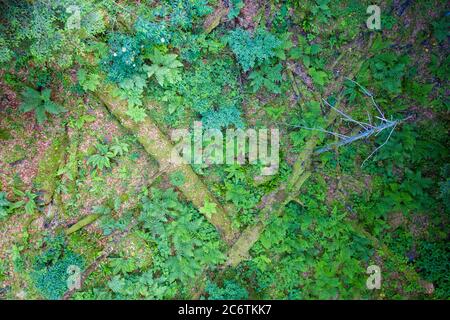 Vista aerea della foresta primaria Corkova uvala nel Parco Nazionale dei Laghi di Plitvice, Croazia Foto Stock