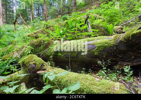 La foresta primaria Corkova uvala nel Parco Nazionale dei Laghi di Plitvice, Croazia Foto Stock