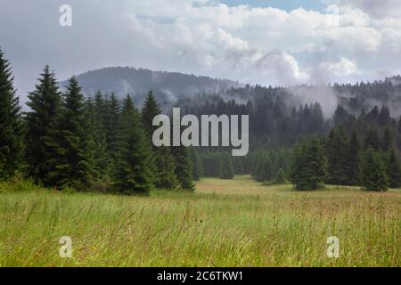 Una prateria e una foresta di conifere in nebbia, Plitvice Lakes National Park, Croazia Foto Stock