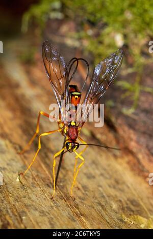 Un wasp di ichneumon Megarhyssa che alesava il legno e depositava un uovo in un tunnel in legno morto annoiato dal suo ospite, la larva di una grande specie di coda di cornuta Foto Stock