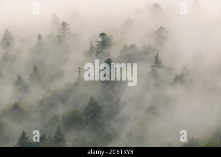 Foreste di conifere in nebbia, Parco Nazionale dei Laghi di Plitvice, Croazia Foto Stock