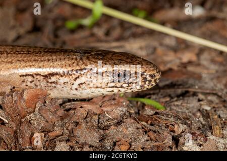 Il primo piano dell'Anguis fragilis, noto come sommatore sordo, rallentworm, blindworm Foto Stock