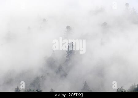 Foreste di conifere in nebbia, Parco Nazionale dei Laghi di Plitvice, Croazia Foto Stock