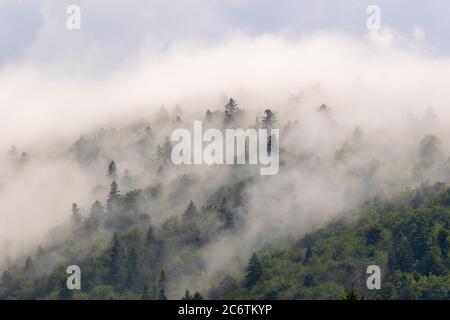 Foreste di conifere in nebbia, Parco Nazionale dei Laghi di Plitvice, Croazia Foto Stock