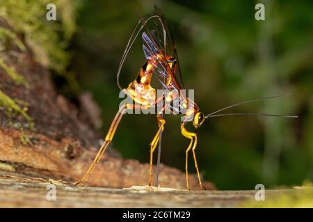 Un wasp di ichneumon Megarhyssa che alesava il legno e depositava un uovo in un tunnel in legno morto annoiato dal suo ospite, la larva di una grande specie di coda di cornuta Foto Stock