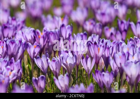 Fiori di Crocus Viola Viola Planina Slovenia Foto Stock