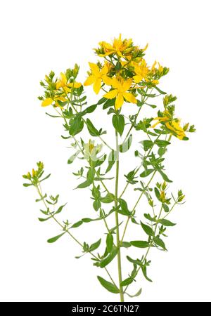 Fiori di erba di San Giovanni, isolati su sfondo bianco. Fiori Hypericum primo piano. Foto Stock
