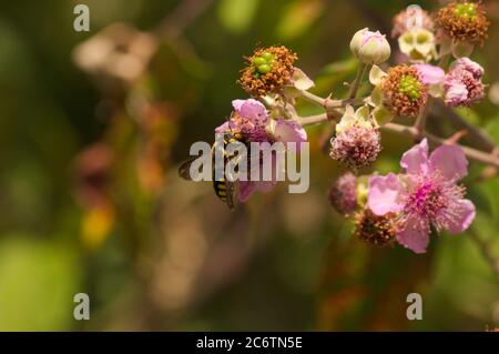 Particolare di un'ape di tipo florentinum di Anthidium su fiori di campo viola, sfondo sfocato e spazio di copia Foto Stock