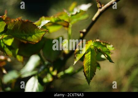 Foglie verdi fresche di rosa in giardino soleggiato. Foto Stock