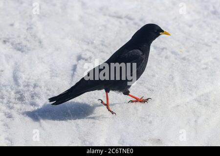 Tosse alpina gialla-macinata Pirrhocorax graculus neve inverno Foto Stock