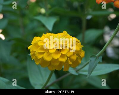 Zinnia giallo Foto Stock